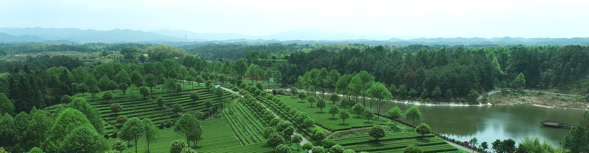 蘇州市市委副書記朱民一行考察湘豐茶業(yè)集團(tuán)