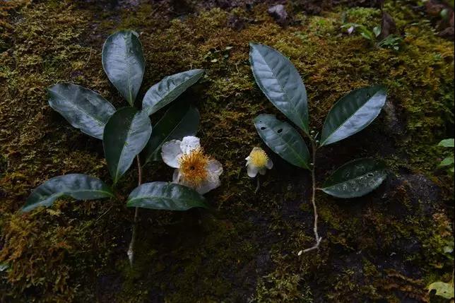 古茶樹(shù).jpg