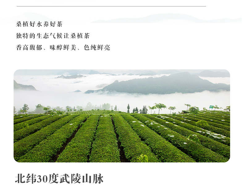 白毫銀針詳情頁(yè)_04.jpg