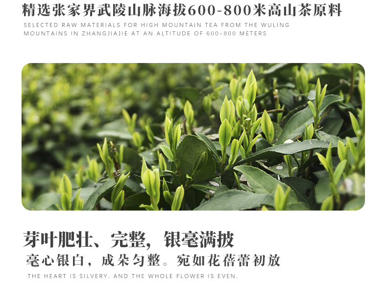 白毫銀針詳情頁(yè)_05.jpg