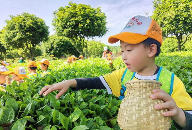 幼兒園萌娃變身“小茶農(nóng)”體驗家鄉(xiāng)茶文化