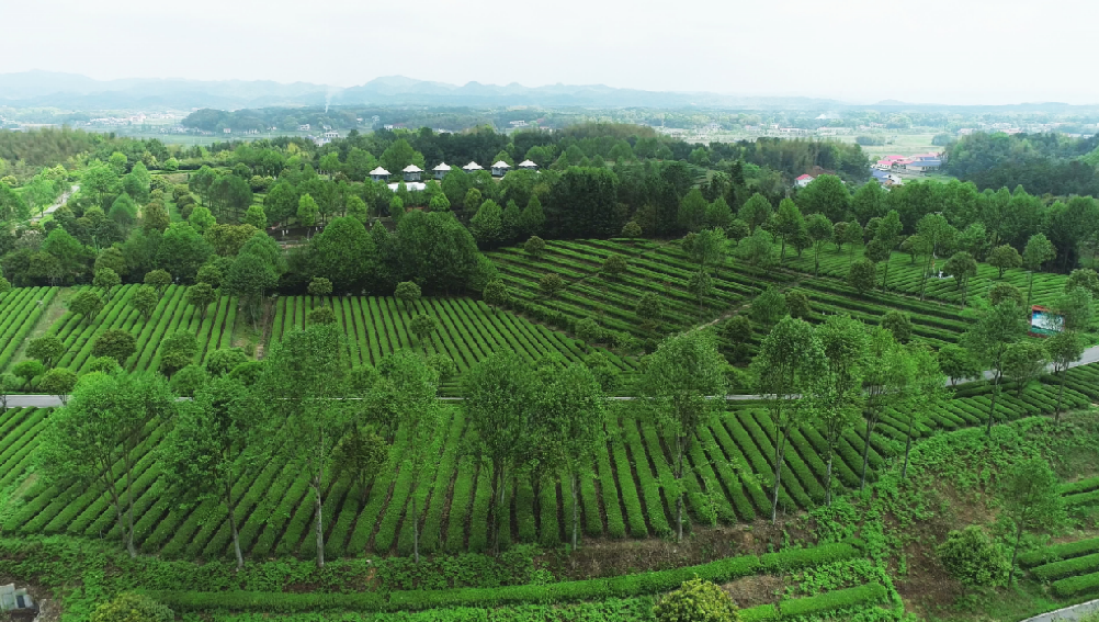 全國(guó)“三品一標(biāo)”基地，金井鎮(zhèn)茶葉基地榜上有名