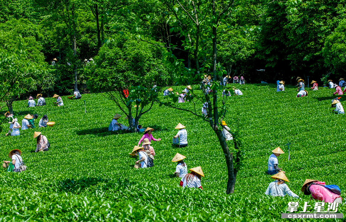 湘豐茶業(yè)集團(tuán)歐盟有機(jī)和雨林雙認(rèn)證的標(biāo)準(zhǔn)化示范茶園。