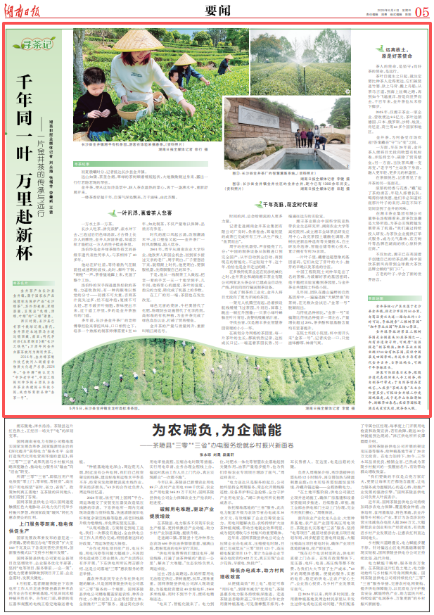 尋茶記｜千年同一葉 萬里赴新杯！一片金井茶的傳承與遠(yuǎn)行